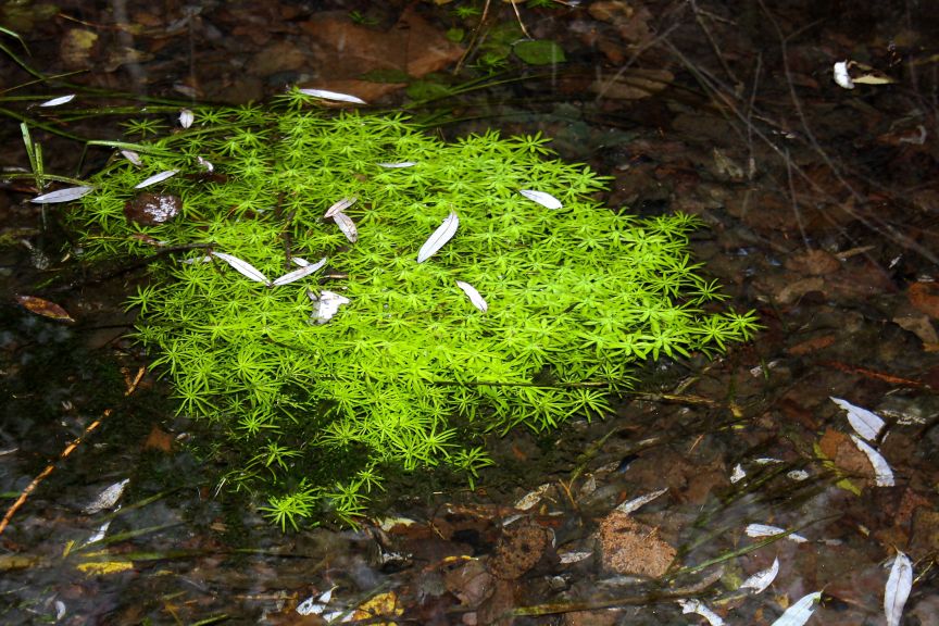 pianta acquatica da ID - Callitriche sp.